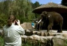 Voi biết nói tiếng người