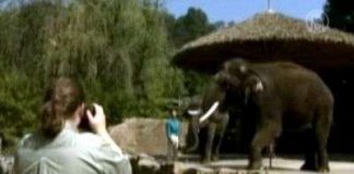 Voi biết nói tiếng người