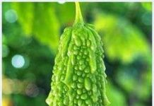 3 giống khổ qua lai mới - thêm lựa chọn cho nông dân