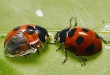 Phát minh chiếc ô không lật ngược dù bị gió thổi từ… đôi cánh bọ rùa Phát minh chiếc ô không lật ngược dù bị gió thổi từ... đôi cánh bọ rùa