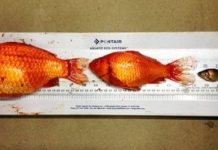 Cá vàng to bằng chiếc đĩa gây họa cho thành phố Canada