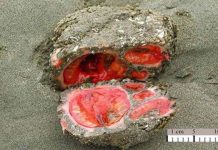 Lạ lùng tận mắt… đặc sản “đá máu” Lạ lùng tận mắt... đặc sản "đá máu"