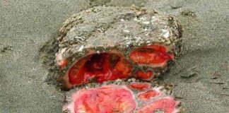 Lạ lùng tận mắt... đặc sản "đá máu"