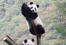 Trung Quốc: Gấu trúc lớn thiếu thức ăn