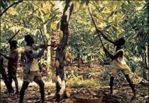 Quá trình nhào nặn nên chocolate từ ca cao