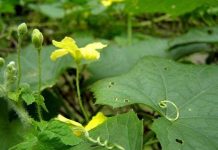 Kỹ thuật gieo trồng cây mướp cho năng suất cao