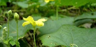 Kỹ thuật gieo trồng cây mướp cho năng suất cao