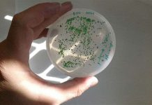 Vi khuẩn có thể nhìn thấy mọi thứ như người