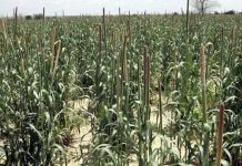 Hạt fonio kì diệu: Lời giải cho bài toán an ninh lương thực tương lai