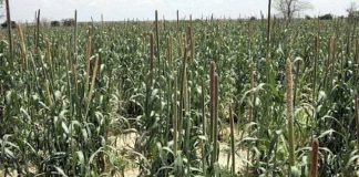 Hạt fonio kì diệu: Lời giải cho bài toán an ninh lương thực tương lai