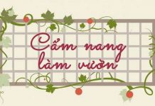 Cẩm nang làm vườn - Hướng dẫn tự trồng một khu vườn cá nhân
