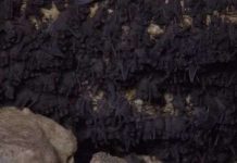 Tìm ra loài vật bay nhanh nhất thế giới