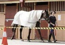 Cúm ngựa bùng phát ở Úc