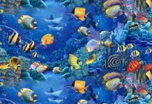 Điều gì xảy ra với các xác chết dưới lòng đại dương?