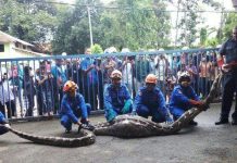 Người dân bắt sống trăn khổng lồ nặng 100kg nuốt chửng con dê