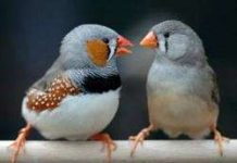 Chim cũng thích 'môn đăng hộ đối'