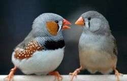 Chim cũng thích 'môn đăng hộ đối'