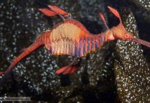 Phát hiện mới về tập tính sinh sản của cá rồng biển Phát hiện mới về tập tính sinh sản của cá rồng biển