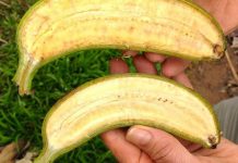 Lai tạo giống chuối mới để cứu mạng hàng trăm ngàn trẻ em trên thế giới