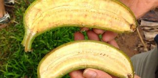 Lai tạo giống chuối mới để cứu mạng hàng trăm ngàn trẻ em trên thế giới