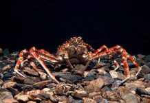 Cua biển khổng lồ dài bằng xe ô tô