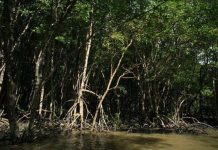 Vẻ đẹp mê hoặc của khu rừng rậm ngay sát Sài Gòn