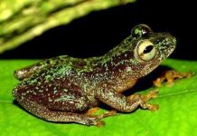 Tái phát hiện 3 loài động vật lưỡng cư tuyệt chủng