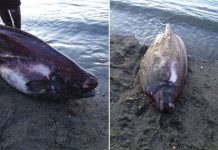 Cá lạ sống ở độ sâu 1.500 mét dạt vào bờ biển Alaska