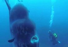 Cá mặt trăng có thể nặng hơn hai tấn