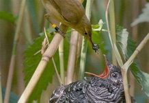 Những chiêu nuôi dạy con lạ lùng của động vật Những chiêu nuôi dạy con lạ lùng của động vật