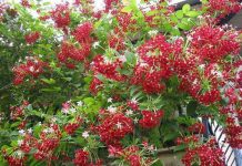 Phương pháp trồng giàn hoa sử quân tử mát rượi mùa hè Phương pháp trồng giàn hoa sử quân tử mát rượi mùa hè