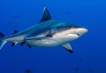 Cá mập là "cứu tinh" cho tương lai ngành điện tử