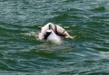 Xúc động cảnh cá heo mẹ đưa tiễn xác con