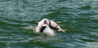 Xúc động cảnh cá heo mẹ đưa tiễn xác con