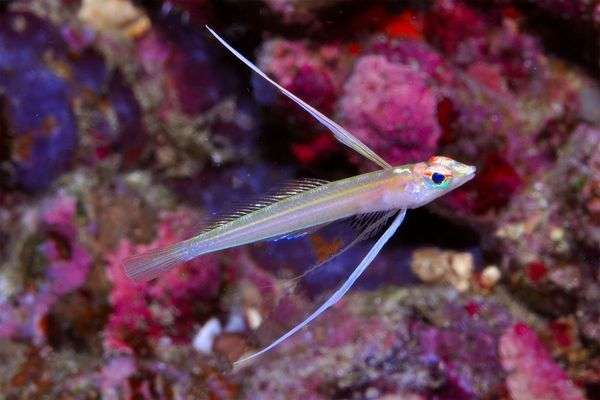 Ngắm những loài cá cực lạ ở rạn san hô Đông Ấn
