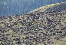 300.000 tuần lộc quây quần để tránh ruồi muỗi