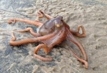 Biệt đội bạch tuộc "đột kích" bờ biển khiến nhiều người ngỡ ngàng