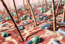 Xâm nhập thế giới vi khuẩn bên trong cơ thể con người Xâm nhập thế giới vi khuẩn bên trong cơ thể con người