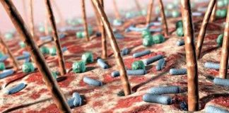 Xâm nhập thế giới vi khuẩn bên trong cơ thể con người