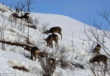 Dùng nước tiểu chó sói để... tránh tai nạn giao thông