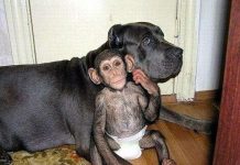 Tình mẫu tử giữa chó và vượn