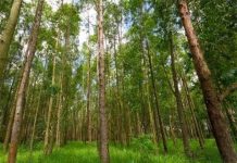 Các nhà khoa học giải mã thành công bí mật của cây bạch đàn