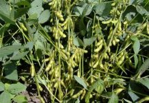 Hà Nội phát triển giống đậu tương DT84 mới cho năng suất cao