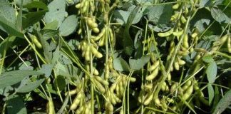 Hà Nội phát triển giống đậu tương DT84 mới cho năng suất cao