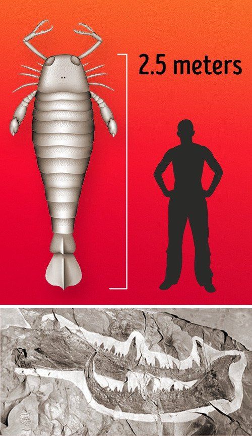 Đây là những sinh vật khổng lồ nhất xuất hiện trên Trái đất