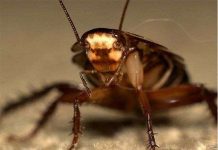 Hệ sinh thái sẽ rối loạn nếu gián biến mất