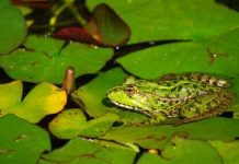 Phát hiện một loài "ếch làm điếc tai" tại Ecuador