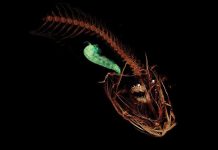 Loài cá sống ở độ sâu gần 8km dưới đáy biển Loài cá sống ở độ sâu gần 8km dưới đáy biển