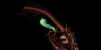 Loài cá sống ở độ sâu gần 8km dưới đáy biển