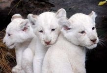 Thế giới có thêm ba nhóc sư tử trắng Thế giới có thêm ba nhóc sư tử trắng